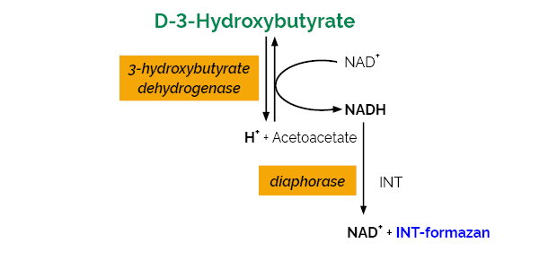 D-3-羟基丁酸（β-羟基丁酸）检测试剂盒，K-HDBA