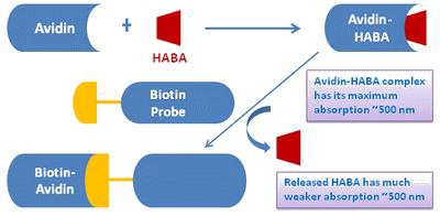 Amplite 比色法生物素定量试剂盒    货号5522