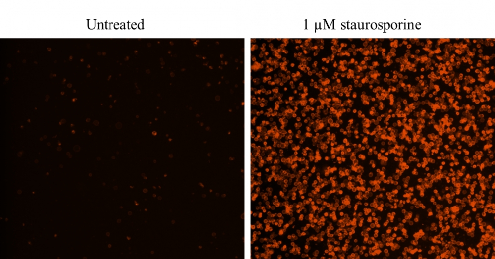 Cell Meter Annexin V凋亡检测试剂盒 橙色荧光 适合流式细胞检测     货号22825