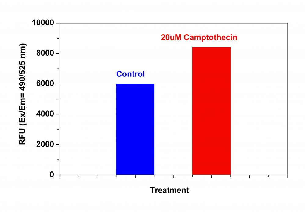 Cell Meter Caspase 8活性细胞凋亡检测试剂盒 绿色荧光     货号22798