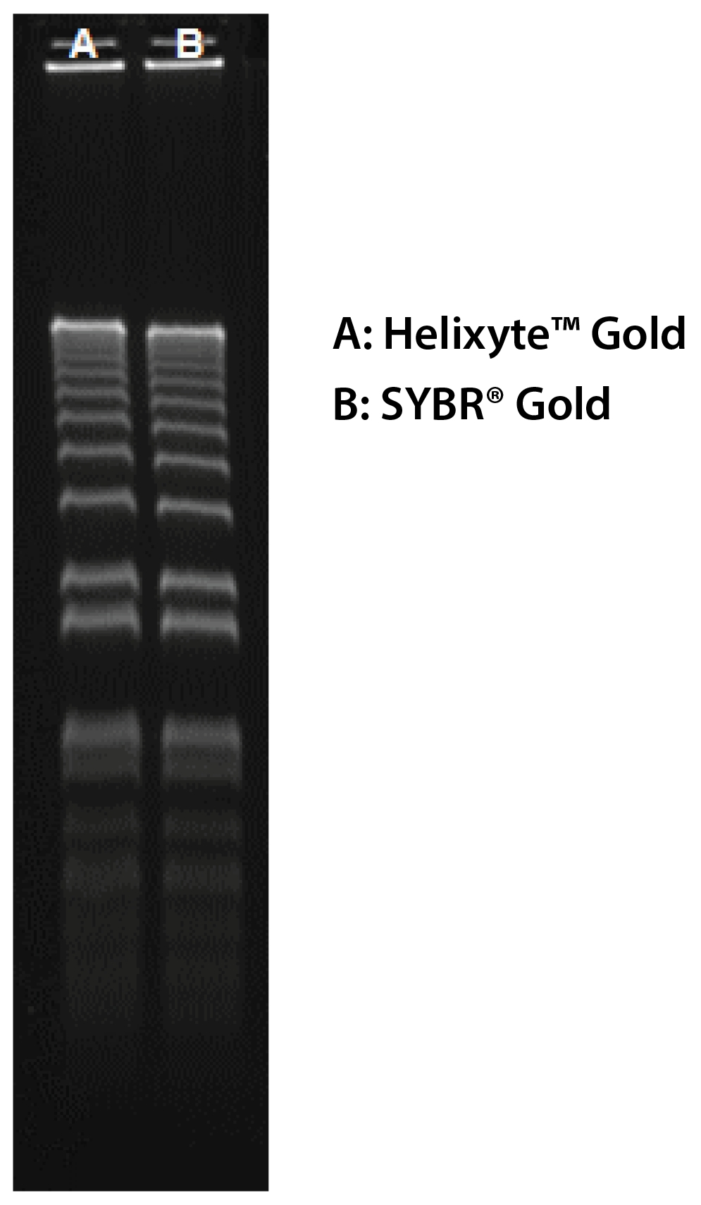 Cyber Orange 核酸凝胶染料 10000X DMSO     货号17595