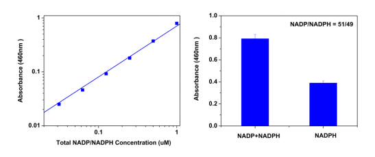 Amplite NAD+/NADH检测试剂盒（比色法）增强灵敏度    货号15275