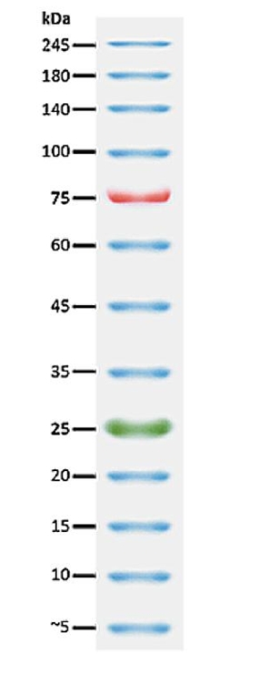 PageTell 预染10至250 kDa蛋白质 Ladder（停产）    货号60081