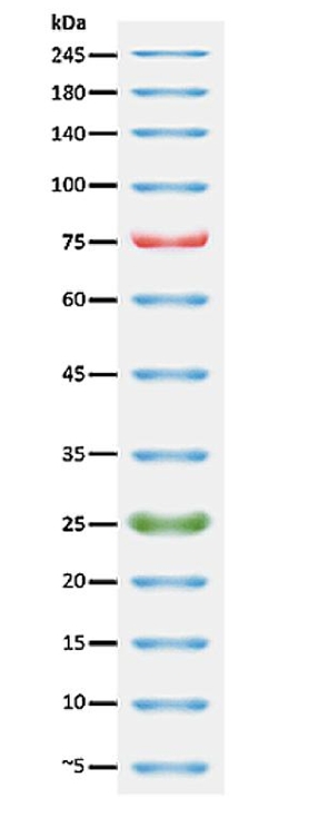 PageTell 预染10至250 kDa蛋白质 Ladder（停产）    货号60080