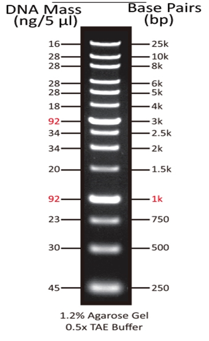ReadiUse GeneRuler 1 kb DNA Ladder(停产)    货号60055