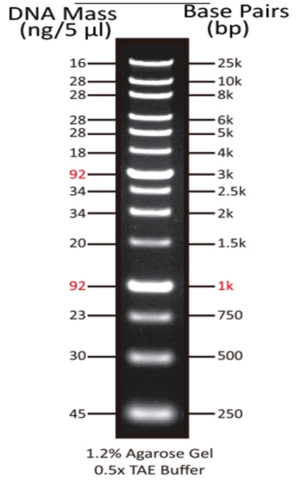 ReadiUse GeneRuler 1 kb DNA Ladder(停产) 货号60055