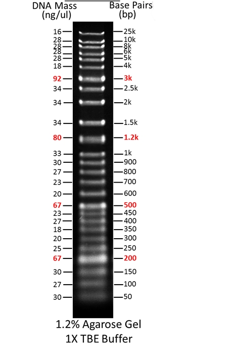 ReadiUse 1 Kb Plus DNA Ladder    货号60050