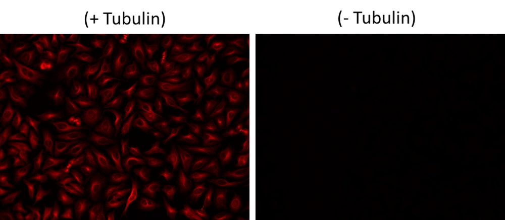 iFluor 670琥珀酰亚胺酯    货号71512