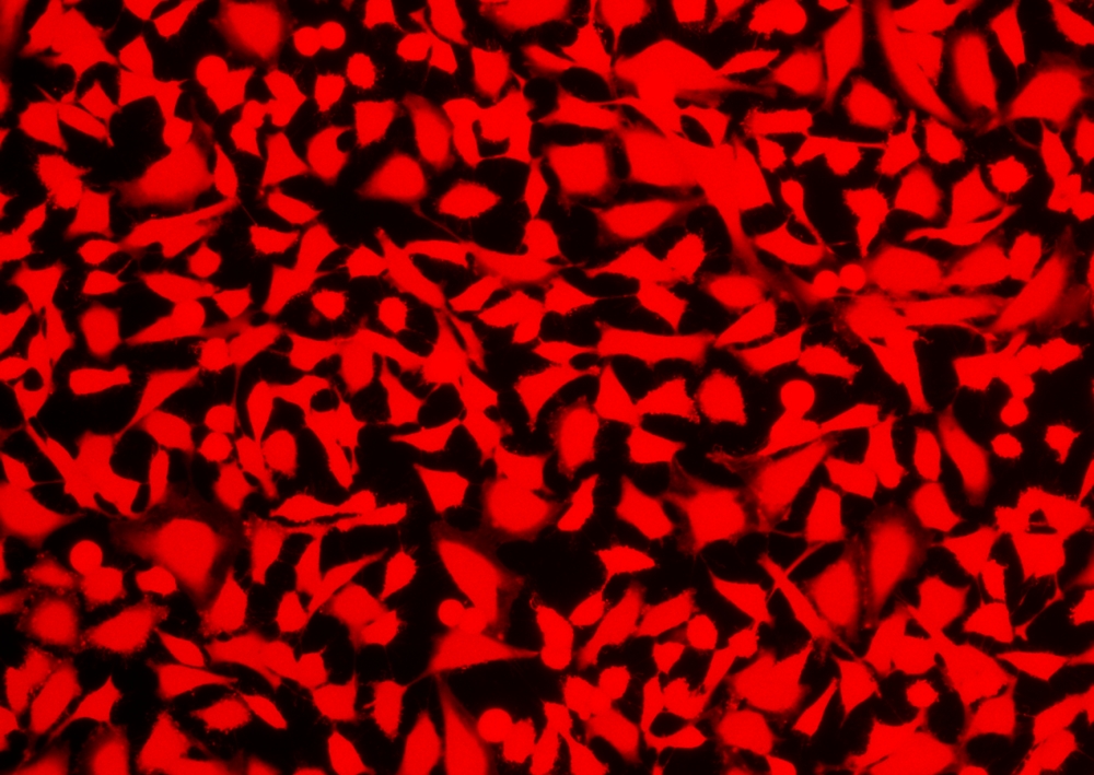 Cell Explorer 活细胞标记试剂盒 红色荧光     货号22609