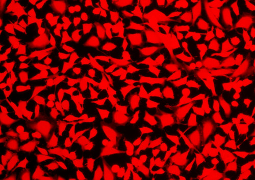 Cell Explorer 活细胞标记试剂盒 红色荧光     货号22609