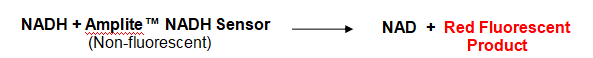 Amplite NADPH检测试剂盒（荧光法） 红色荧光    货号15262