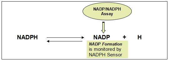 Amplite NADP+/NADPH检测试剂盒(比色法)    货号15260