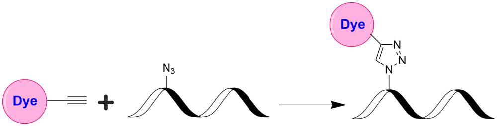 Tide Fluor 5WS炔烃    货号2276