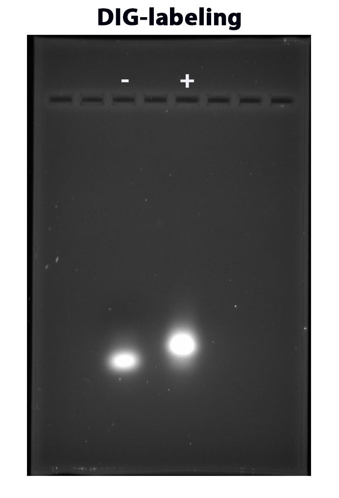 ReadiLink DIG（地高辛） Oligo 和 ssDNA 标记试剂盒    货号17492