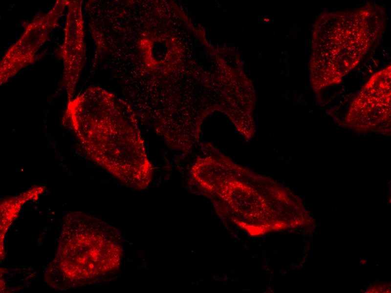 iFluor 647-刀豆蛋白A(ConA)缀合物    货号25595