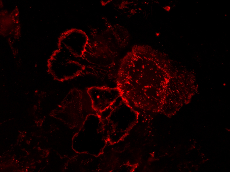 iFluor 594-刀豆蛋白A(ConA)缀合物    货号25590