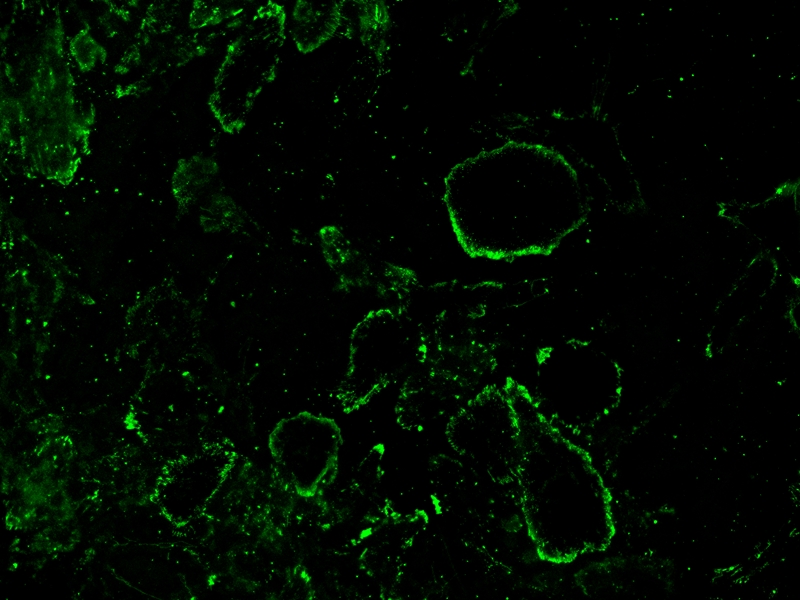 iFluor 488-刀豆蛋白A(ConA)缀合物    货号25580