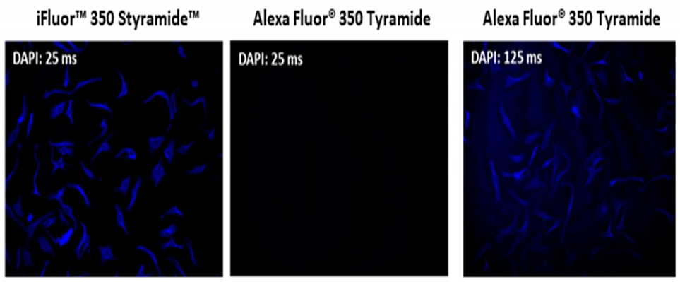 iFluor 647 Styramide超级信号放大成像试剂盒，含有山羊抗兔IgG    货号45240