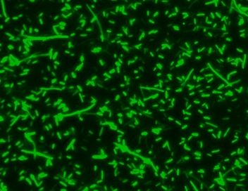 MycoLight Green JJ99核酸染料    货号24001