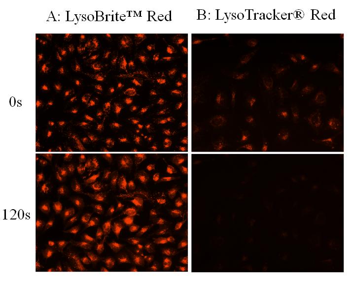 LysoBrite 溶酶体红色荧光探针    货号22645