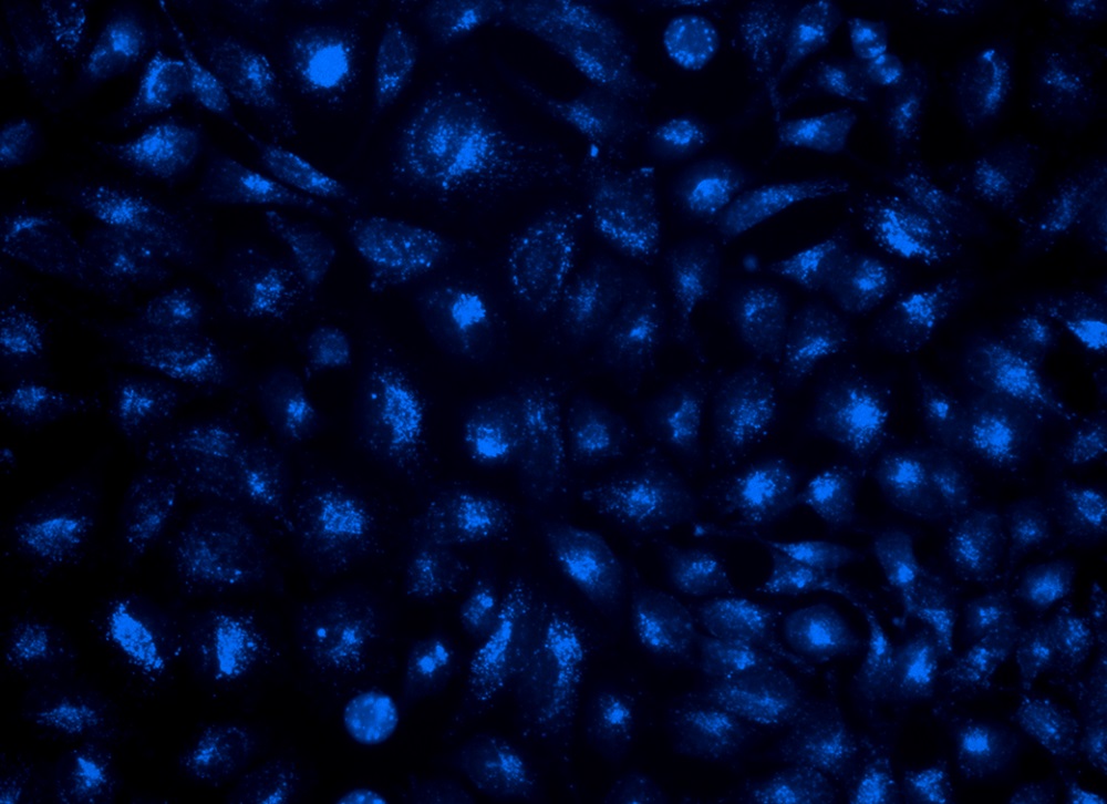 LysoBrite 溶酶体蓝色荧光探针    货号22642