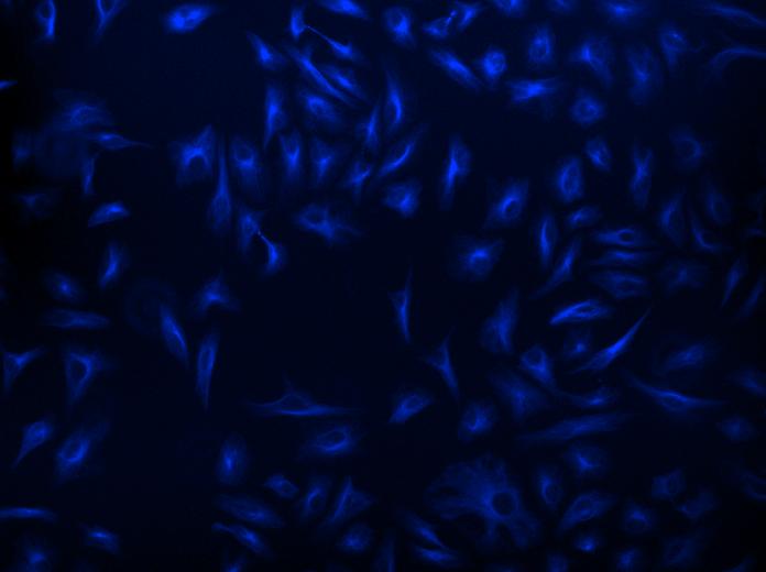 链霉亲和素偶联物 iFluor 405-标记    货号16982