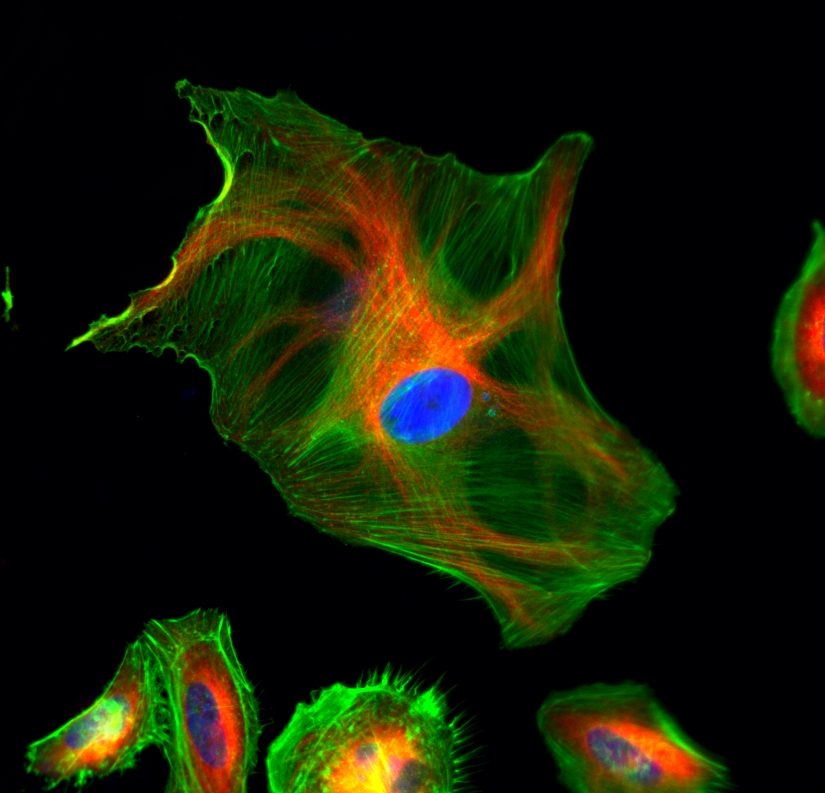iFluor 594羊抗兔免疫球蛋白(H+L)*交叉亲和 降低干扰*    货号16698