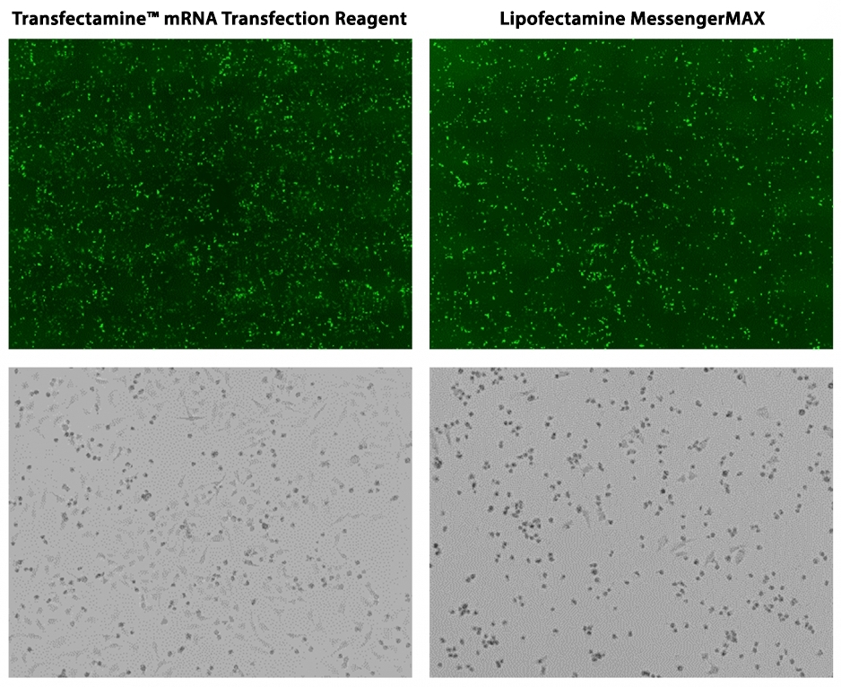 Transfectamine mRNA转染试剂    货号60031