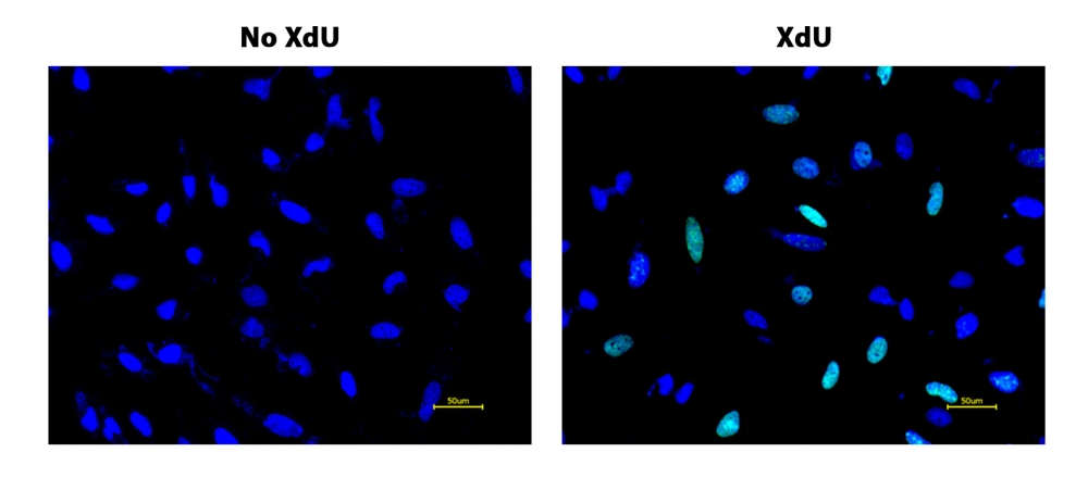 Bucculite XdU细胞增殖荧光成像试剂盒*绿色荧光*    货号22326