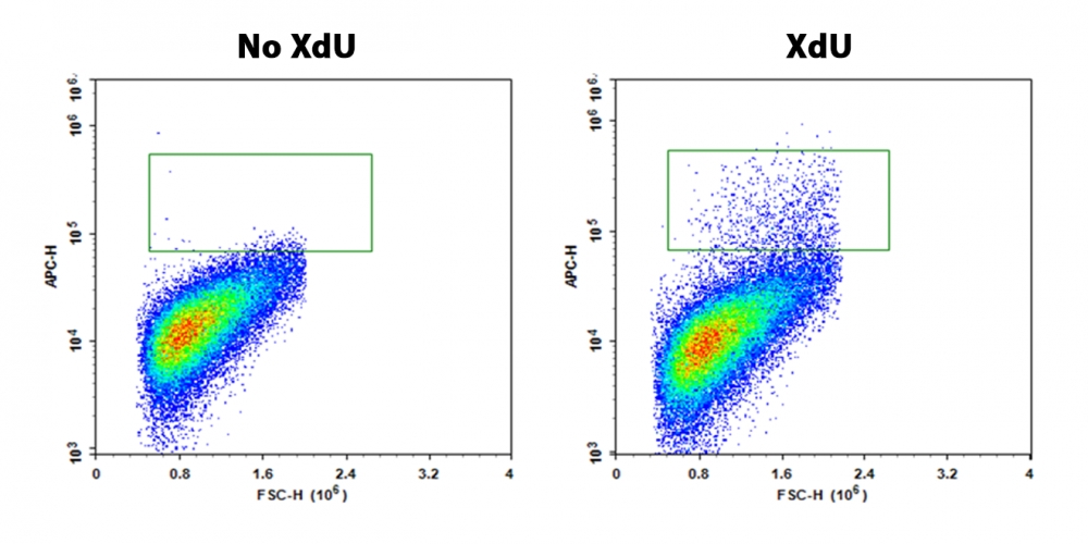 Bucculite XdU细胞增殖检测试剂盒*红色荧光兼容**流式细胞术*    货号22325