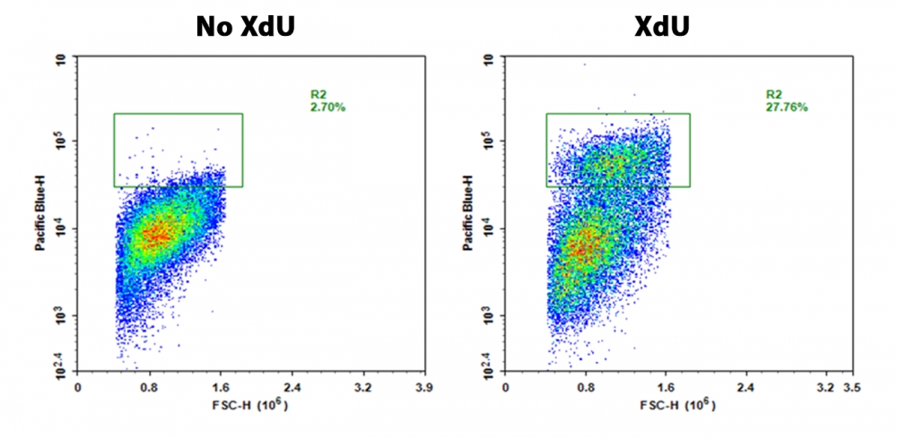 Bucculite XdU细胞增殖检测试剂盒*紫色激光兼容**流式细胞术*    货号22321