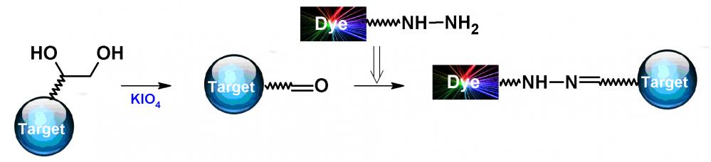 iFluor 405酰肼 货号1081