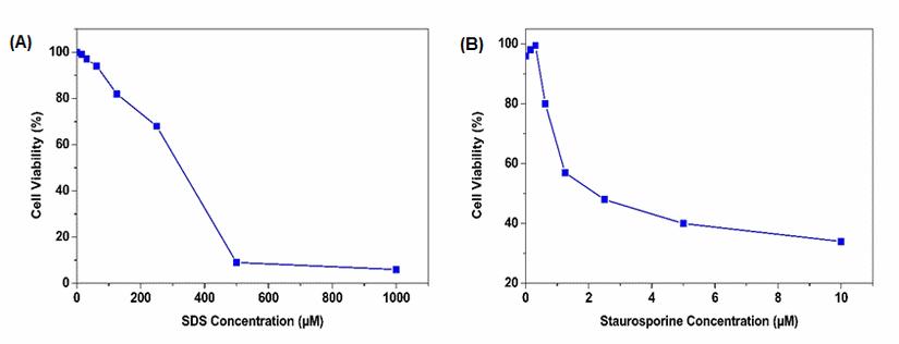 Cell Meter 比色法WST-8细胞定量试剂盒 货号22771