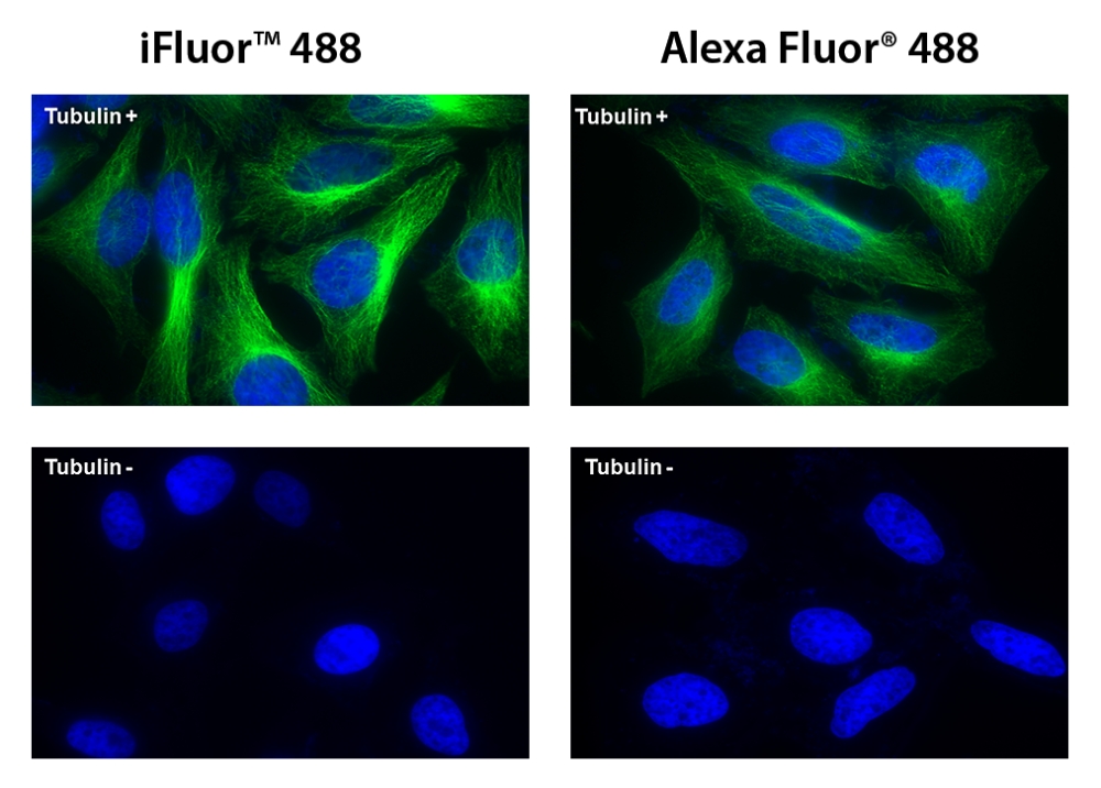iFluor 488羊抗鼠免疫球蛋白(H+L)交叉亲和 降低干扰 货号16528