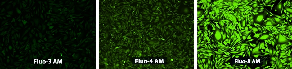 钙离子荧光探针Fluo-8, AM  货号21080