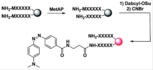 DABCYL SE  CAS 146998-31-4  货号2005