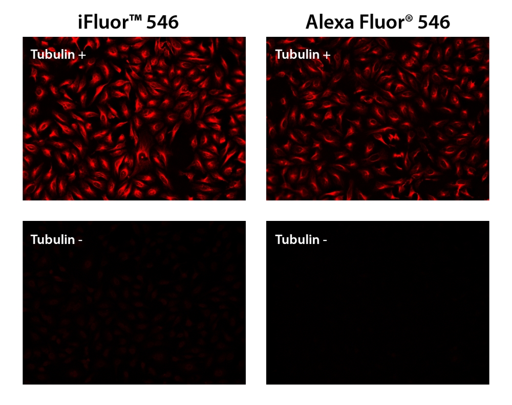 iFluor 546羊抗鼠免疫球蛋白(H+L) 货号16457