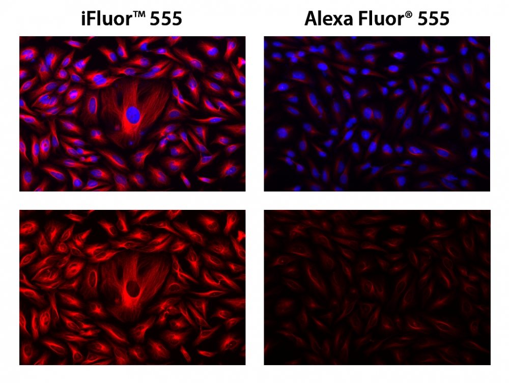 iFluor555羊抗鼠免疫球蛋白(H+L)交叉亲和 降低干扰 货号16540