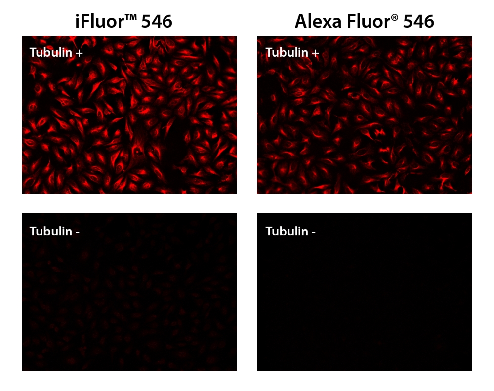 iFluor 546羊抗鼠免疫球蛋白(H+L)交叉亲和 降低干扰 货号16537