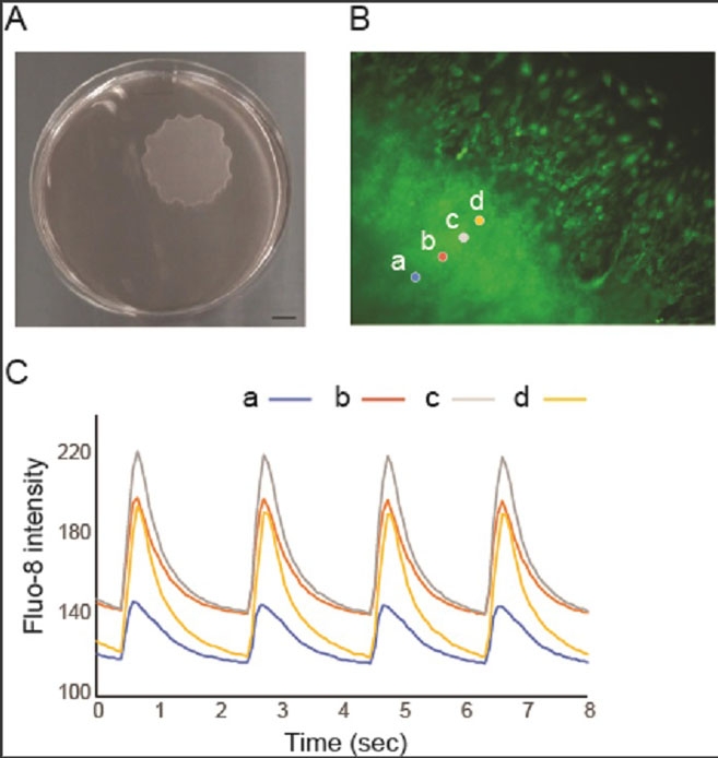 Screen Quest 免洗Fluo-8钙检测试剂盒  货号36314