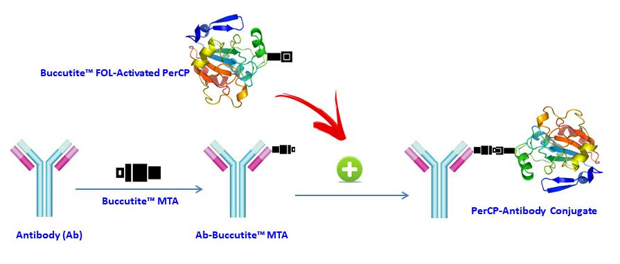 Buccutite PerCP抗体标记试剂盒 标记100ug抗体 货号1325