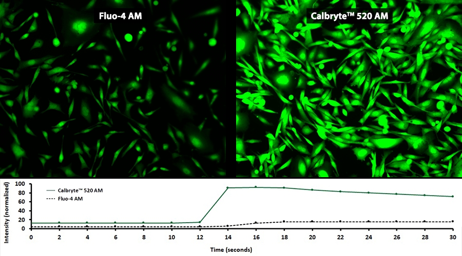 新型钙离子荧光探针Calbryte 520, AM 货号20651