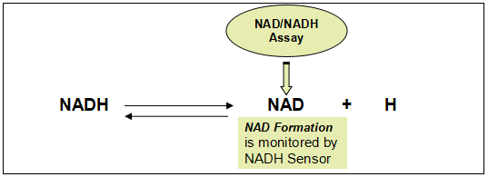 Amplite NAD+/NADH检测试剂盒(比色法) 货号15258