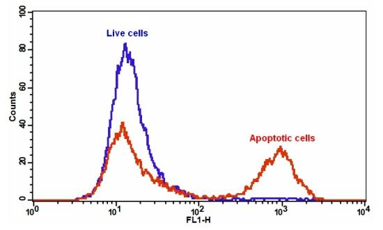 Annexin V凋亡检测试剂盒 绿色荧光 适合流式细胞检测 货号22824