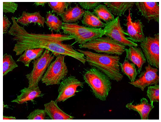 线粒体荧光探针 货号22674