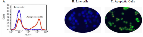 细胞凋亡和细胞坏死检测试剂盒 三色荧光 货号22840