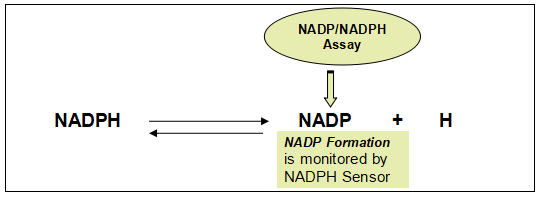 Amplite NADP+/NADPH检测试剂盒(比色法) 货号15260