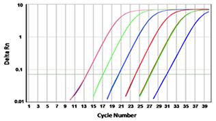Cyber Green 10000X水溶液PCR定量 货号17592