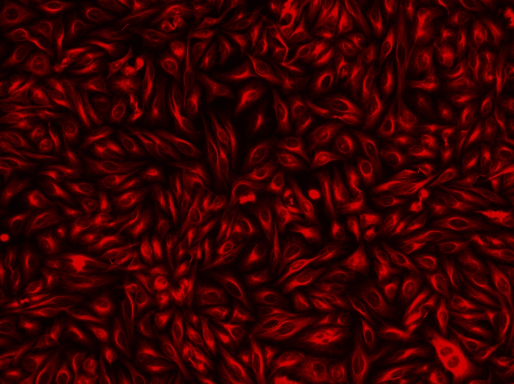 AF594-标记羊抗兔免疫球蛋白(H+L) 货号16404