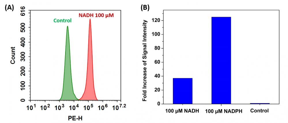 胞内NADH / NADPH流式细胞分析试剂盒 货号12591